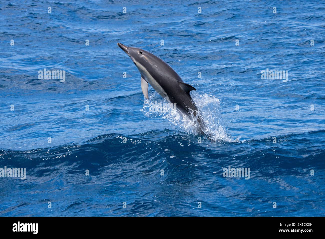 Acrobatic Common Dolphins (Delphinus Delphis) in the Hauraki Gulf Marine Park, Auckland, New Zealand Stock Photo