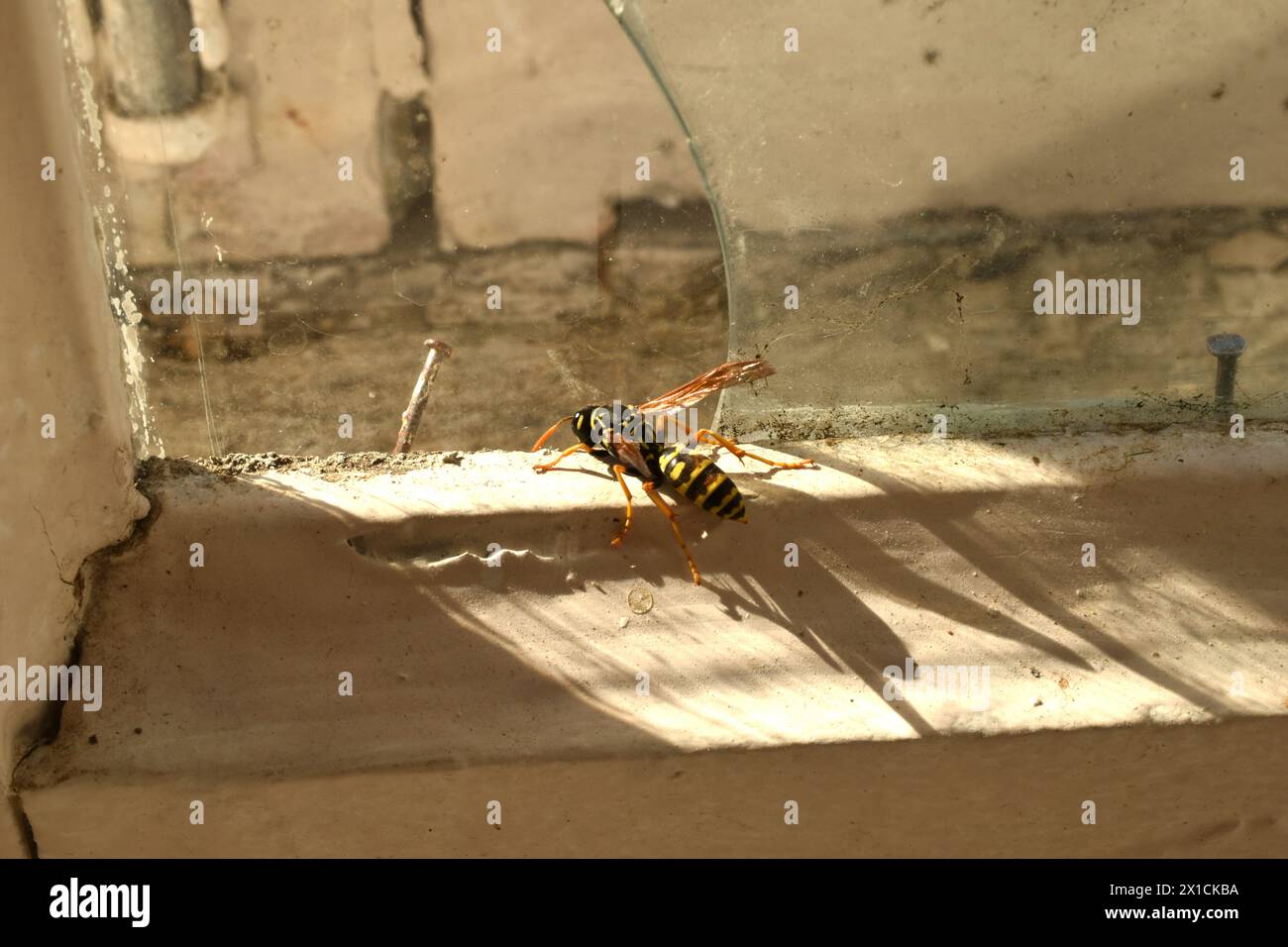 A wasp crawls along a dirty window frame trying to break free through the glass. Stock Photo