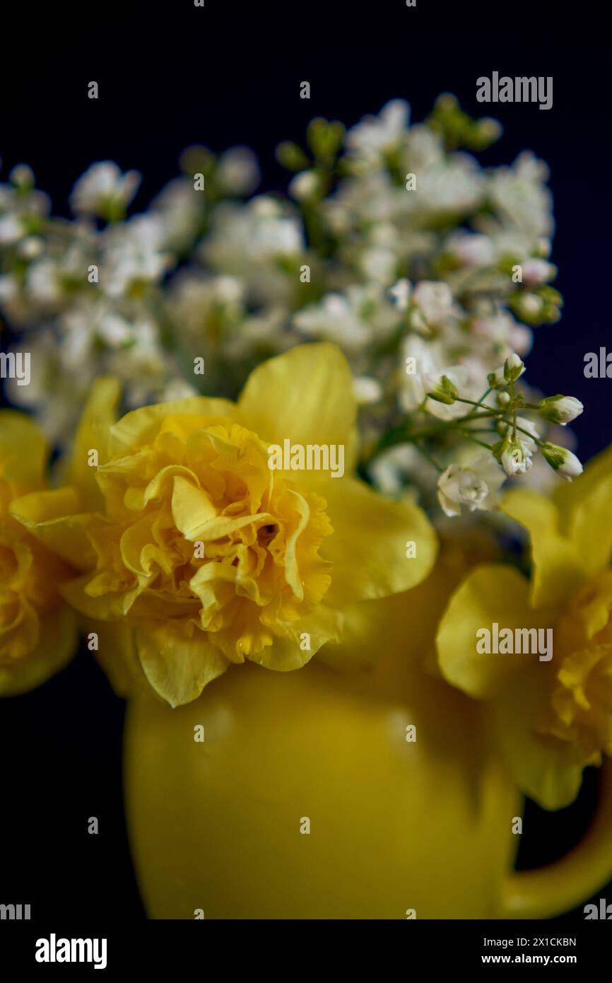 a  flower arrangement of yellow daffodils and white Arabis Caucasica in a yellow cup on a black background Stock Photo