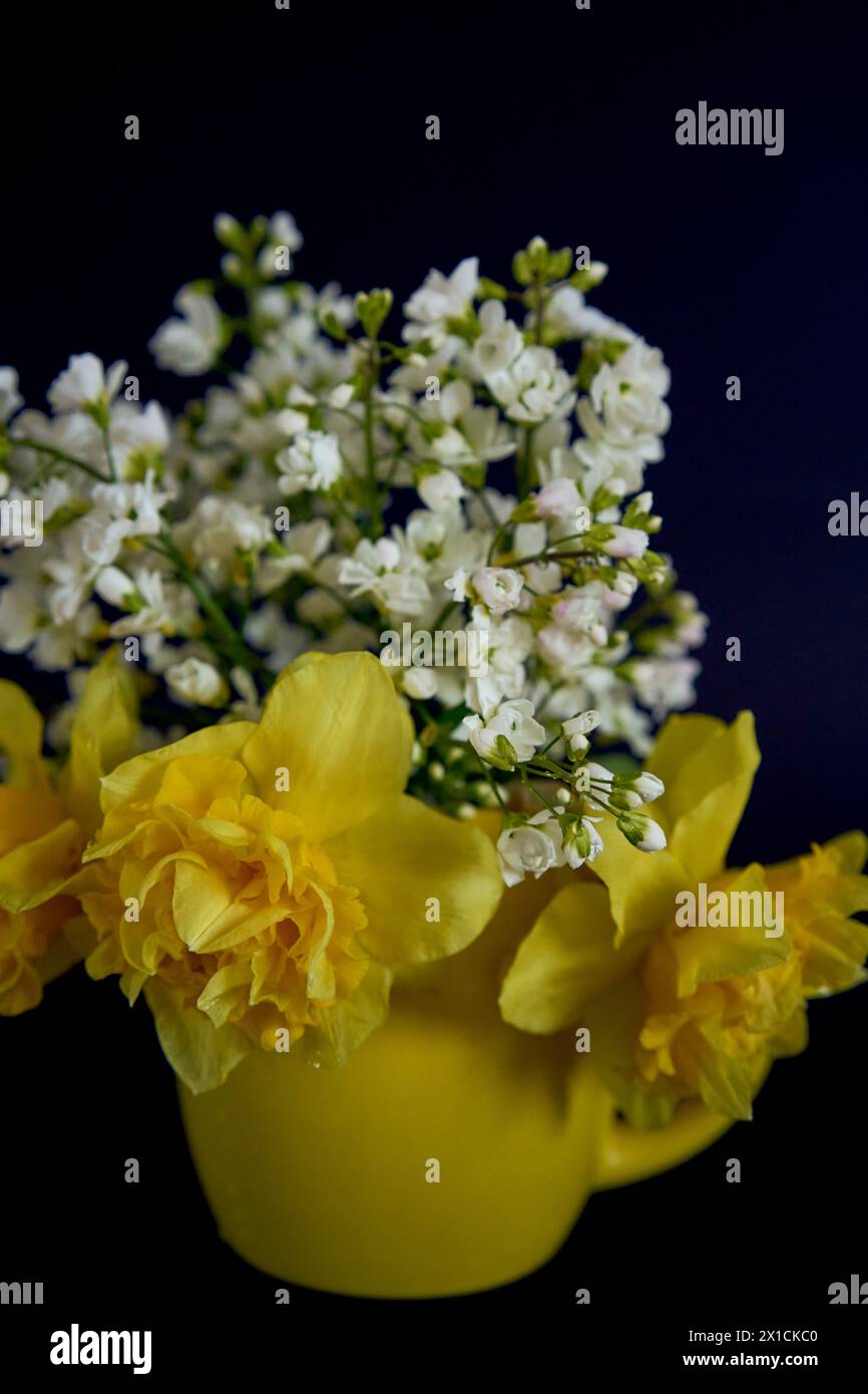 a  flower arrangement of yellow daffodils and white Arabis Caucasica in a yellow cup on a black background Stock Photo