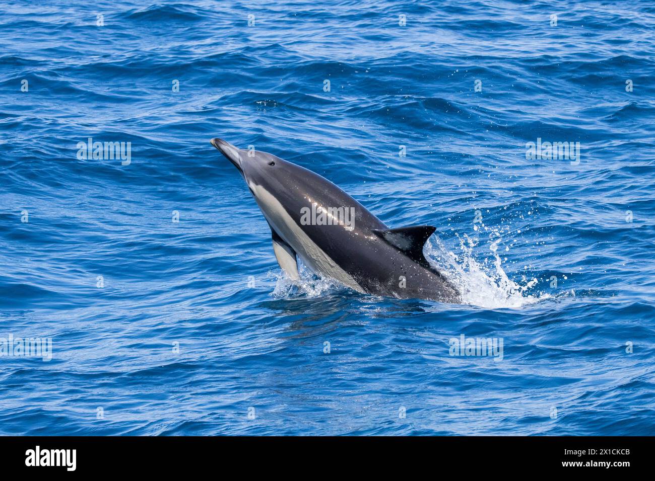 Acrobatic Common Dolphins (Delphinus Delphis) in the Hauraki Gulf Marine Park, Auckland, New Zealand Stock Photo