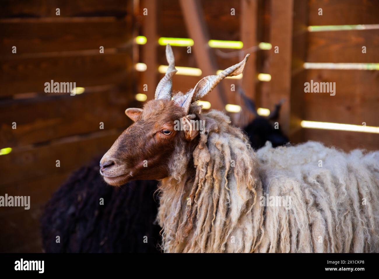 Show Rack Sheep Racka sheep hungary hi-res stock photography and images - Alamy