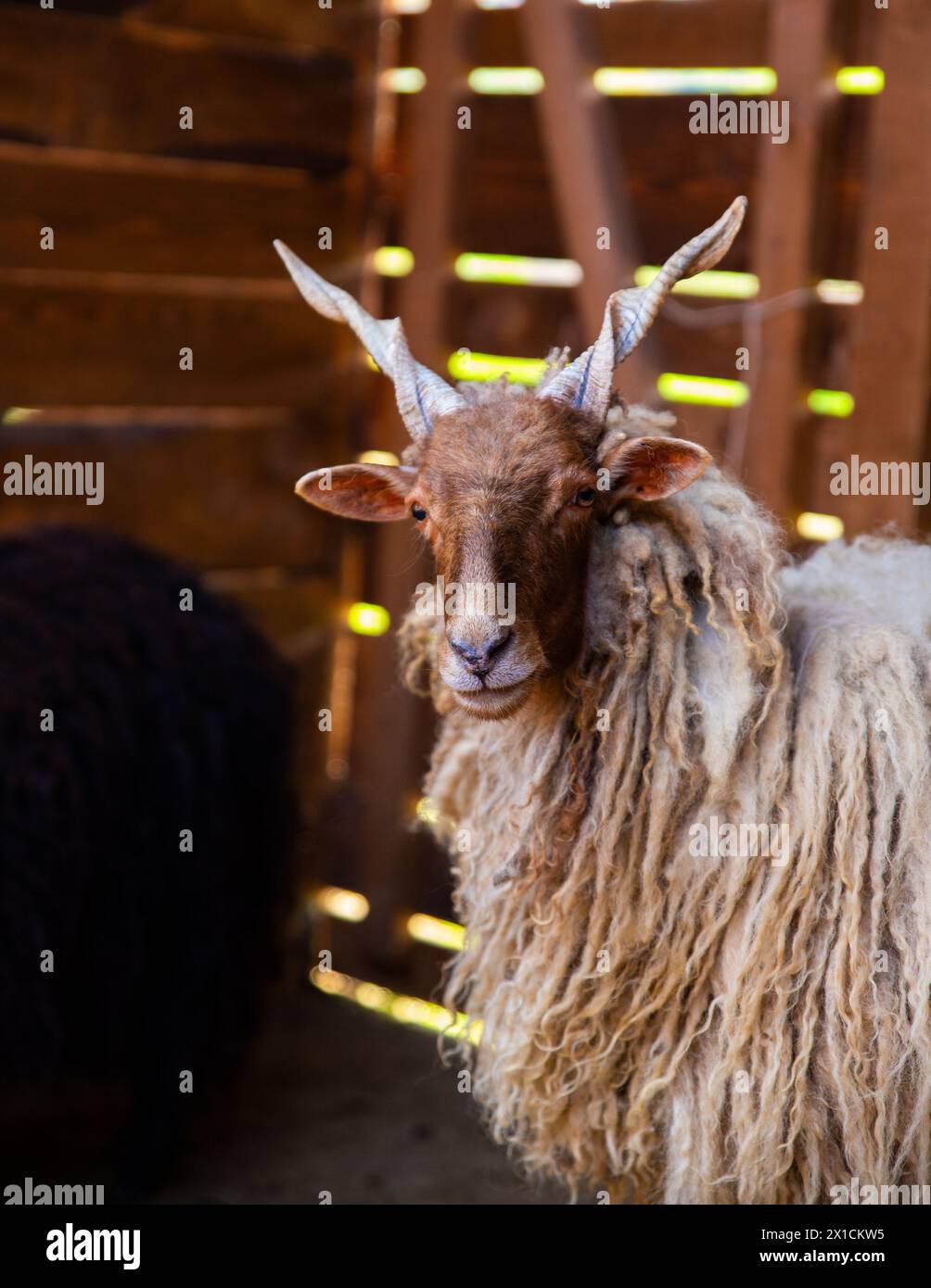 Show Rack Sheep Rack sheep in the wooden stable Stock Photo - Alamy