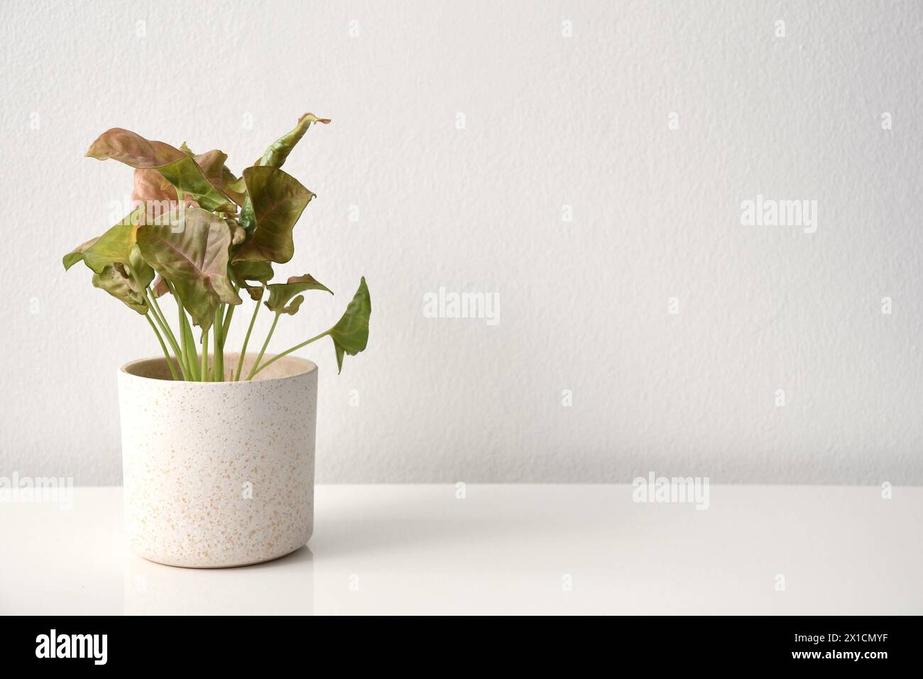 Syngonium houseplant with pink and green leaves, isolated on a white background. The plant is in a white ceramic pot, isolated on a white background. Stock Photo
