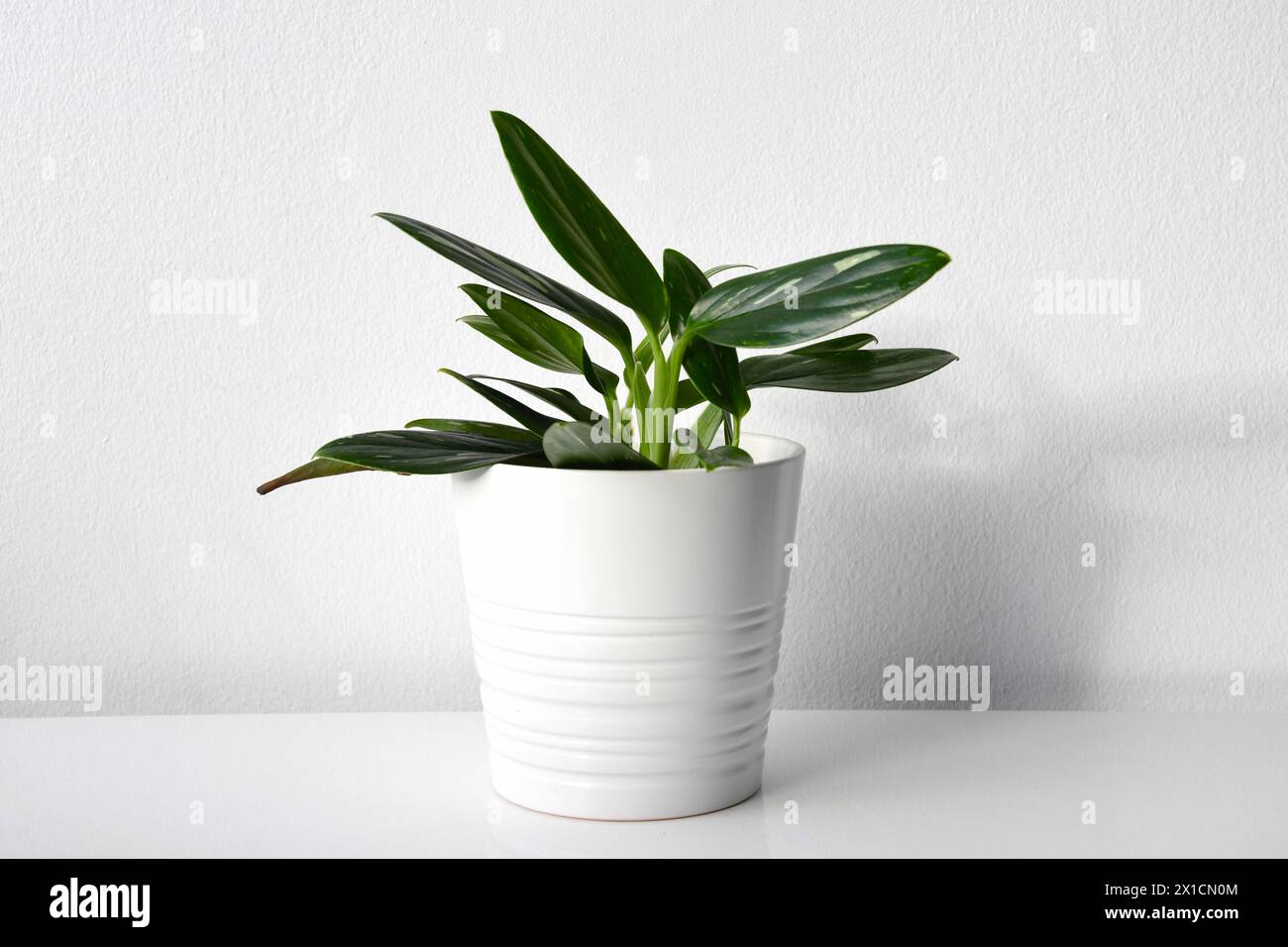 Vining philodendron, plant with green leaves and white variegation in a white pot. Isolated on a white background. Landscape orientation. Stock Photo