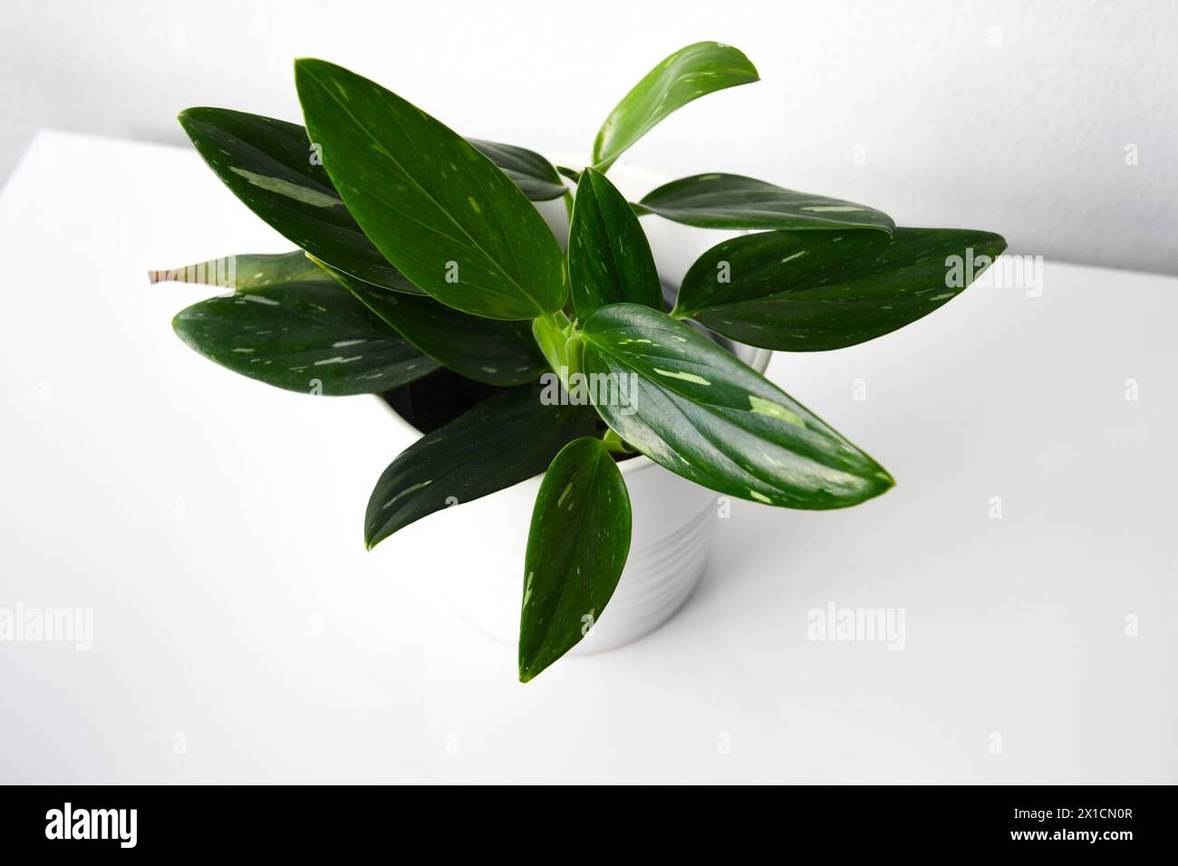Vining philodendron, plant with green leaves and white variegation in a white pot. Isolated on a white background. Landscape orientation, from above. Stock Photo