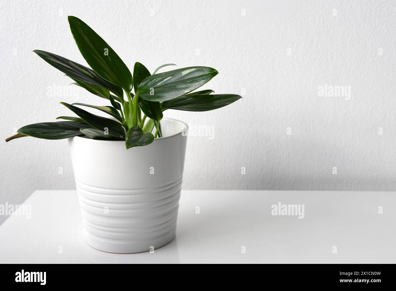 Vining philodendron, plant with green leaves and white variegation in a white pot. Isolated on a white background. Landscape orientation. Stock Photo