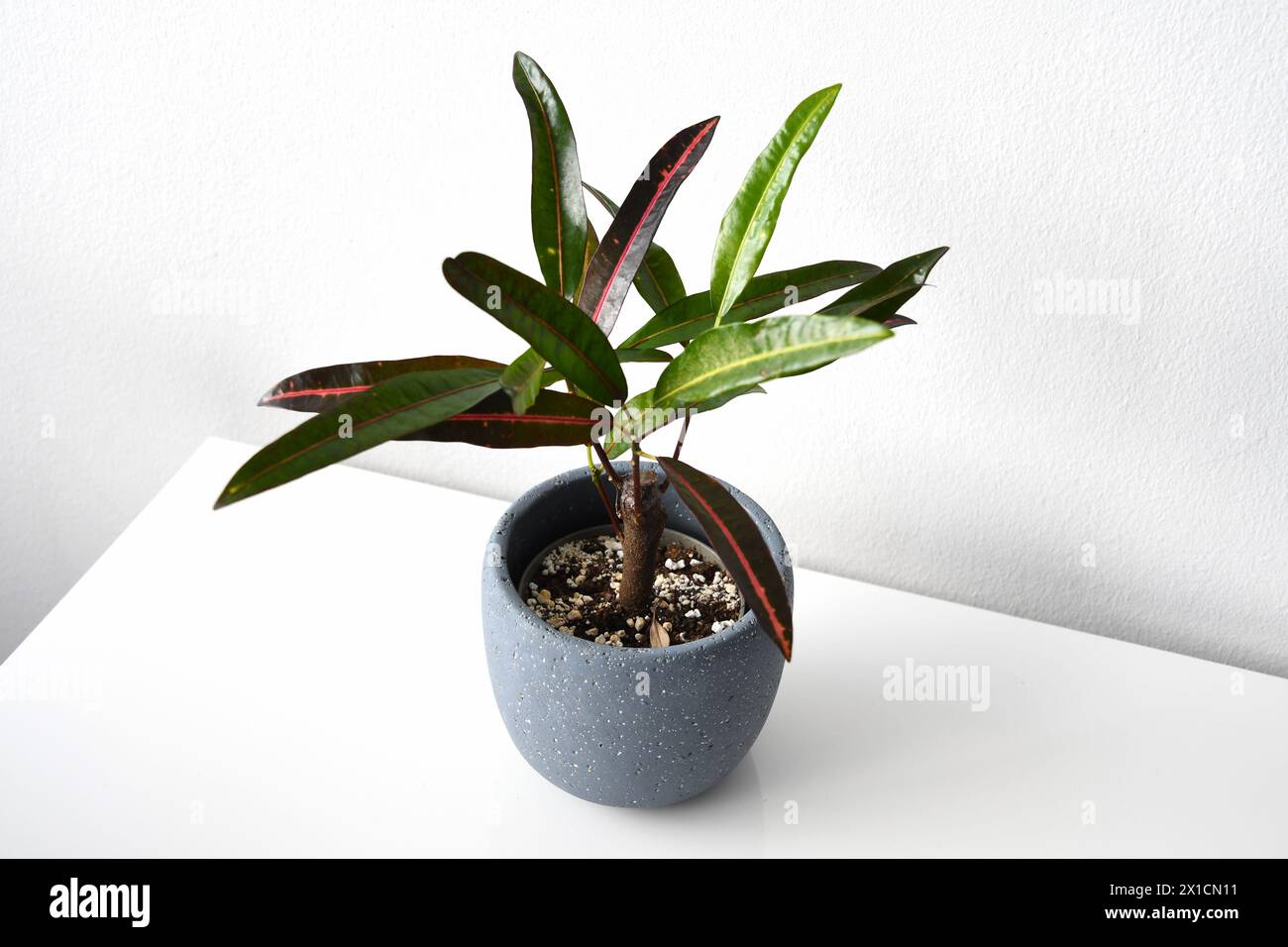 Croton (codiaeum variegatum) with yellow and red variegation, on a white and black background. Houseplant in gray ceramic pot. Long and thin leaves. Stock Photo