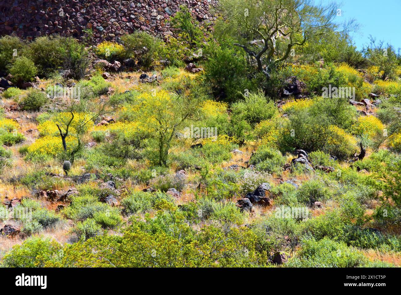 The Vast Sonora desert in central Arizona USA on a early spring morning with wildflowers Brittlebush and Texas Bluebonnets Stock Photo