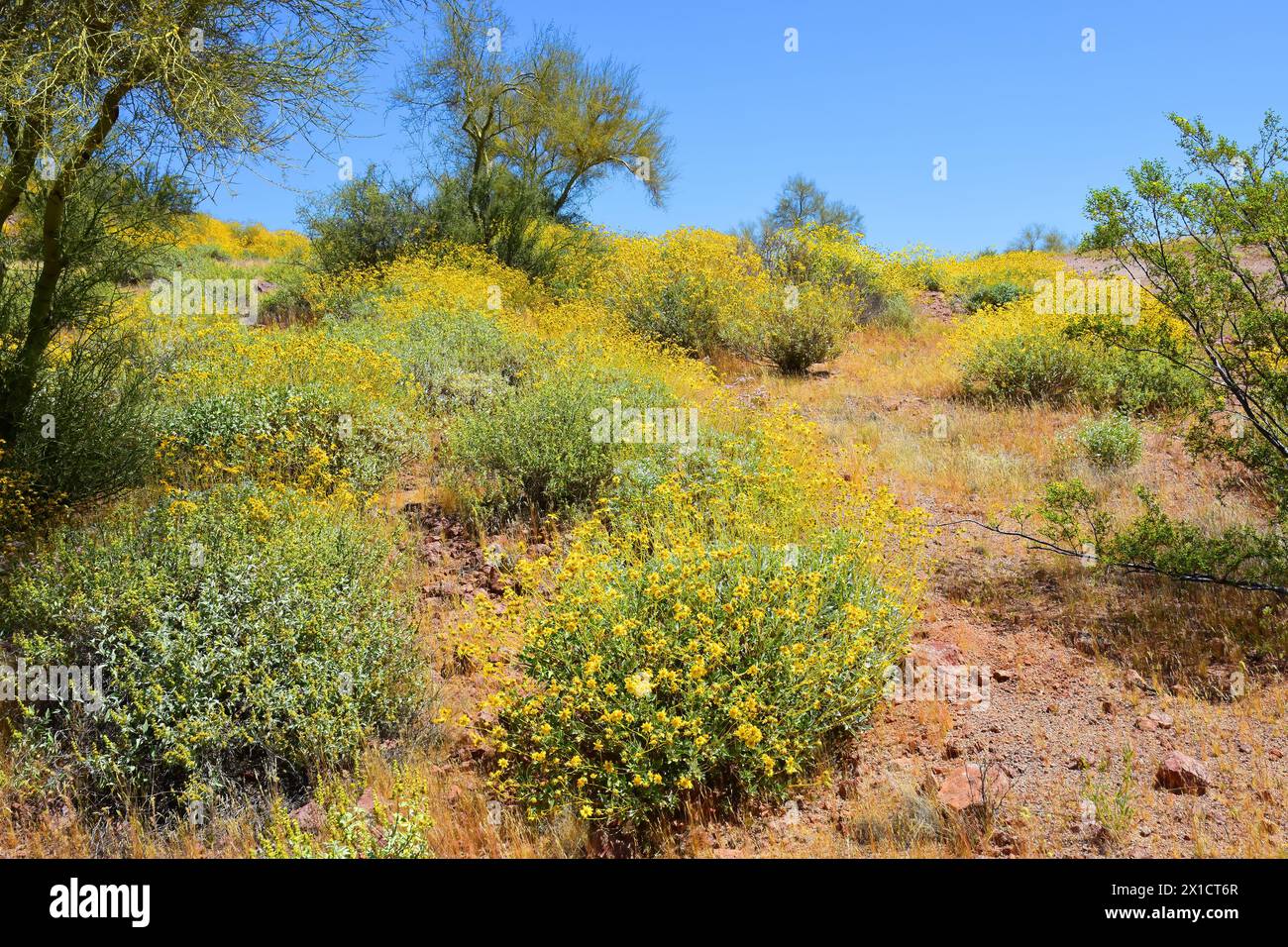 The Vast Sonora desert in central Arizona USA on a early spring morning with wild flowers Brittlebush and Texas Bluebonnets Stock Photo