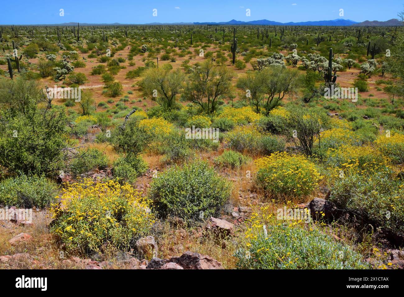 The Vast Sonora desert in central Arizona USA on a early spring morning wildflowers Brittlebush and Texas Bluebonnets Stock Photo