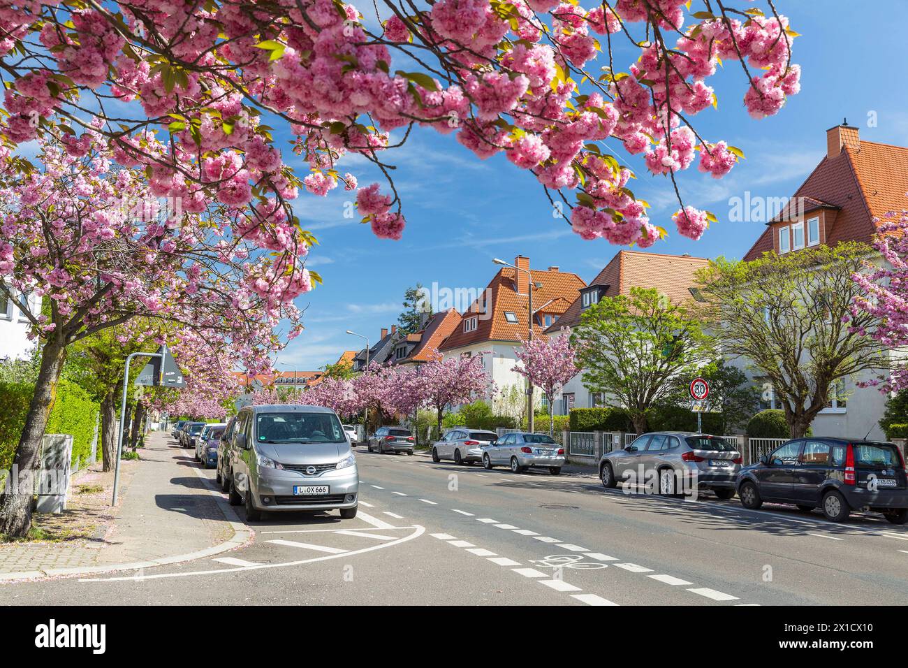 Kirschblüte im Frühling, rosa blüht die Japanische Zierkirsche Prunus serrulata auf der Holzhäuser Straße in Stötteritz, Leipzig, Sachsen, Deutschland Stock Photo