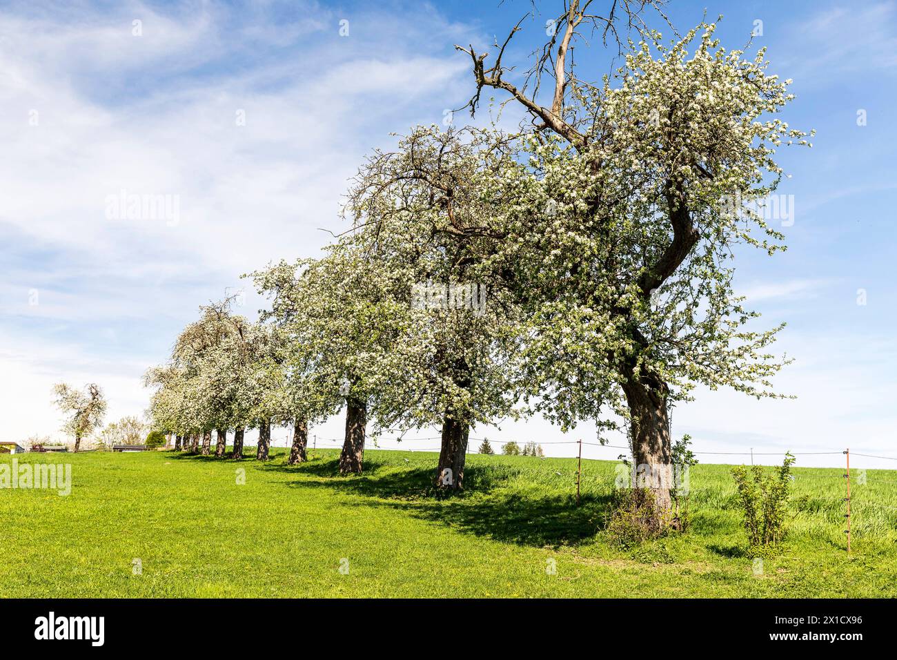 Reihe mit blühenden Apfelbäumen malus an einer Weide, Haubitz, Grimma, Sachsen, Deutschland *** Row of flowering apple trees malus at a pasture, Haubi Stock Photo