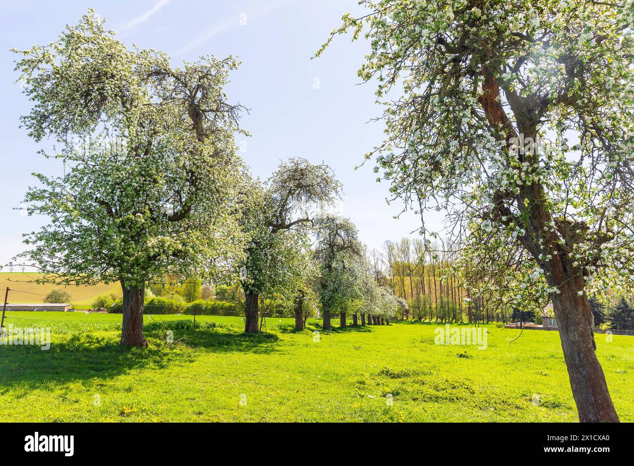 Reihe mit blühenden Apfelbäumen malus an einer Weide, Haubitz, Grimma, Sachsen, Deutschland *** Row of flowering apple trees malus at a pasture, Haubi Stock Photo