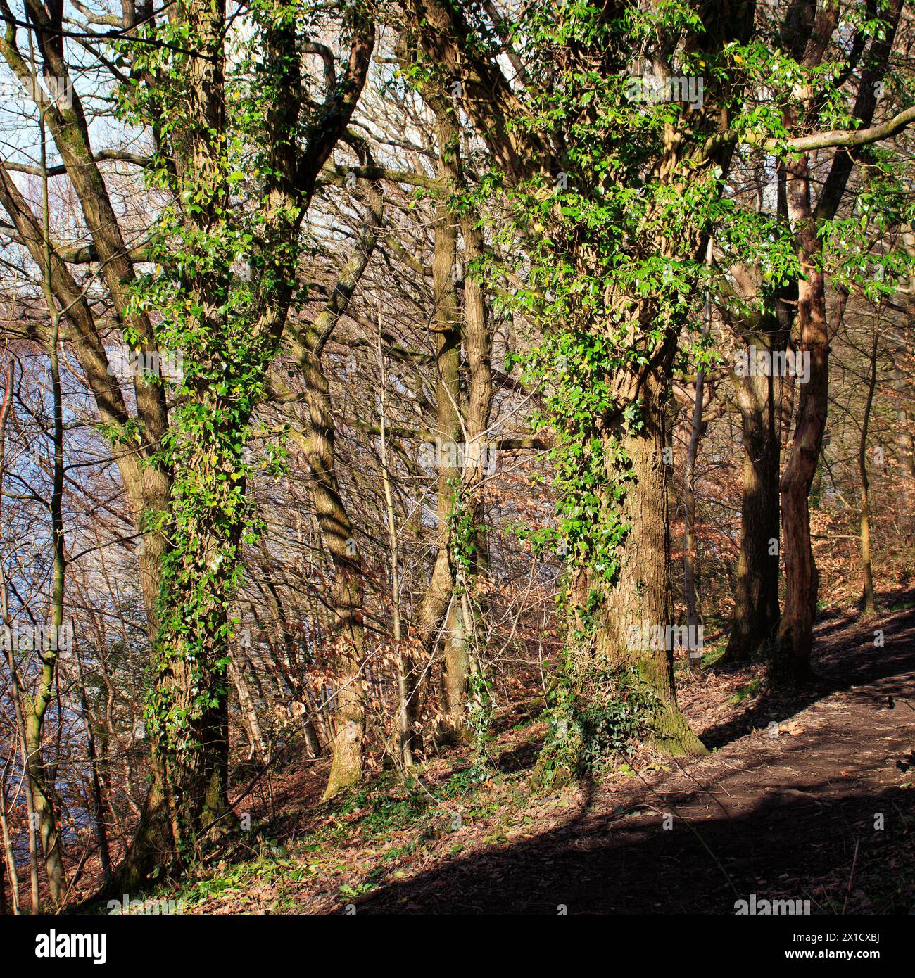 Trees close to the ruins of Liverpool Castle, with the waters of Lower Rivington Reservoir in the background Stock Photo