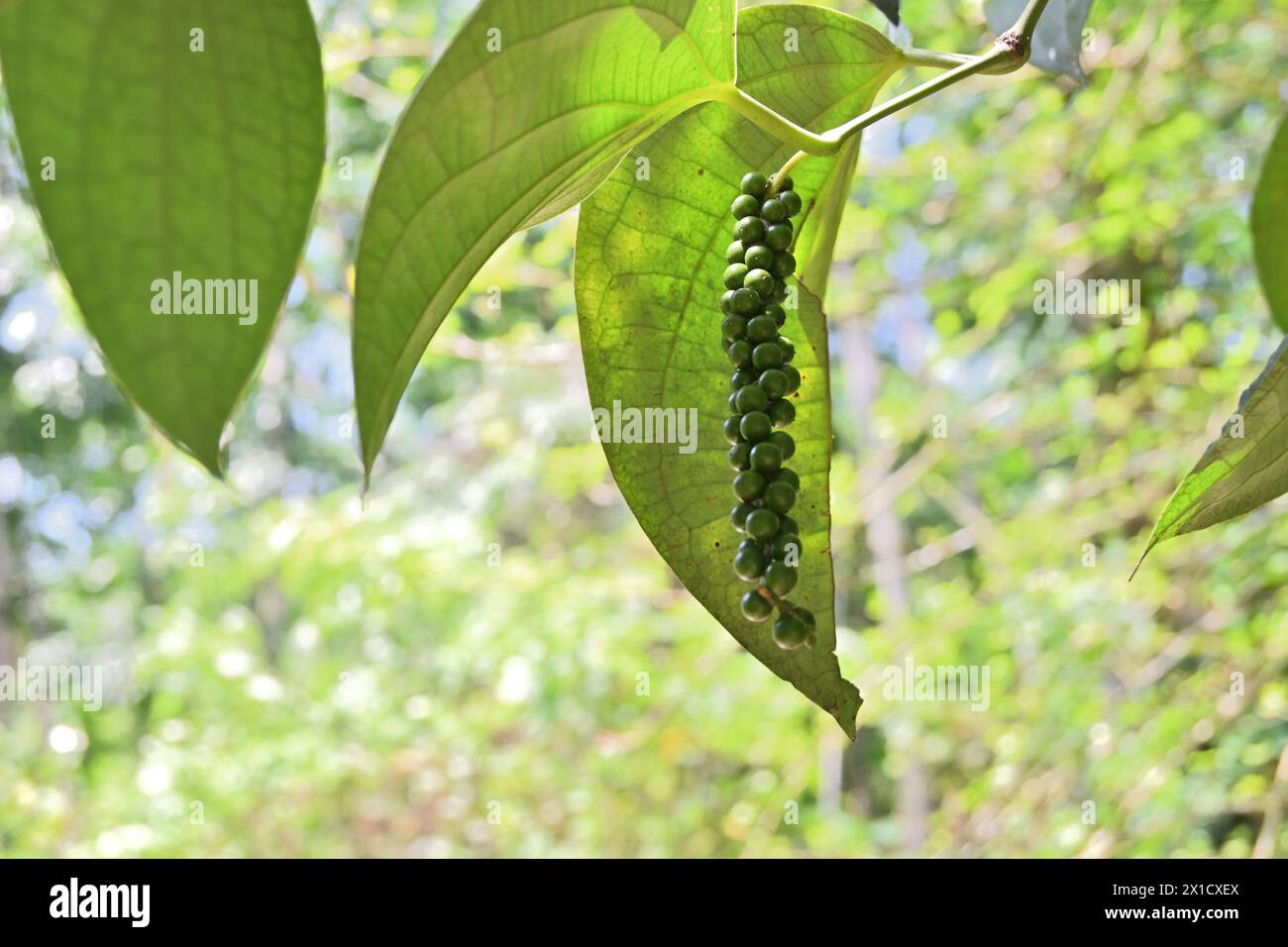 Side view of a Black pepper spike (Piper nigrum) that is not yet ripe and hanging from the vine twig Stock Photo