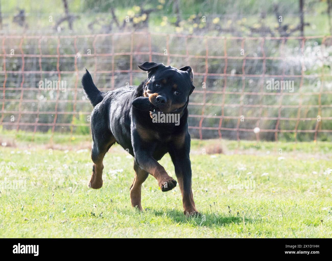 dog training  for obedience discipline with a rottweiler Stock Photo