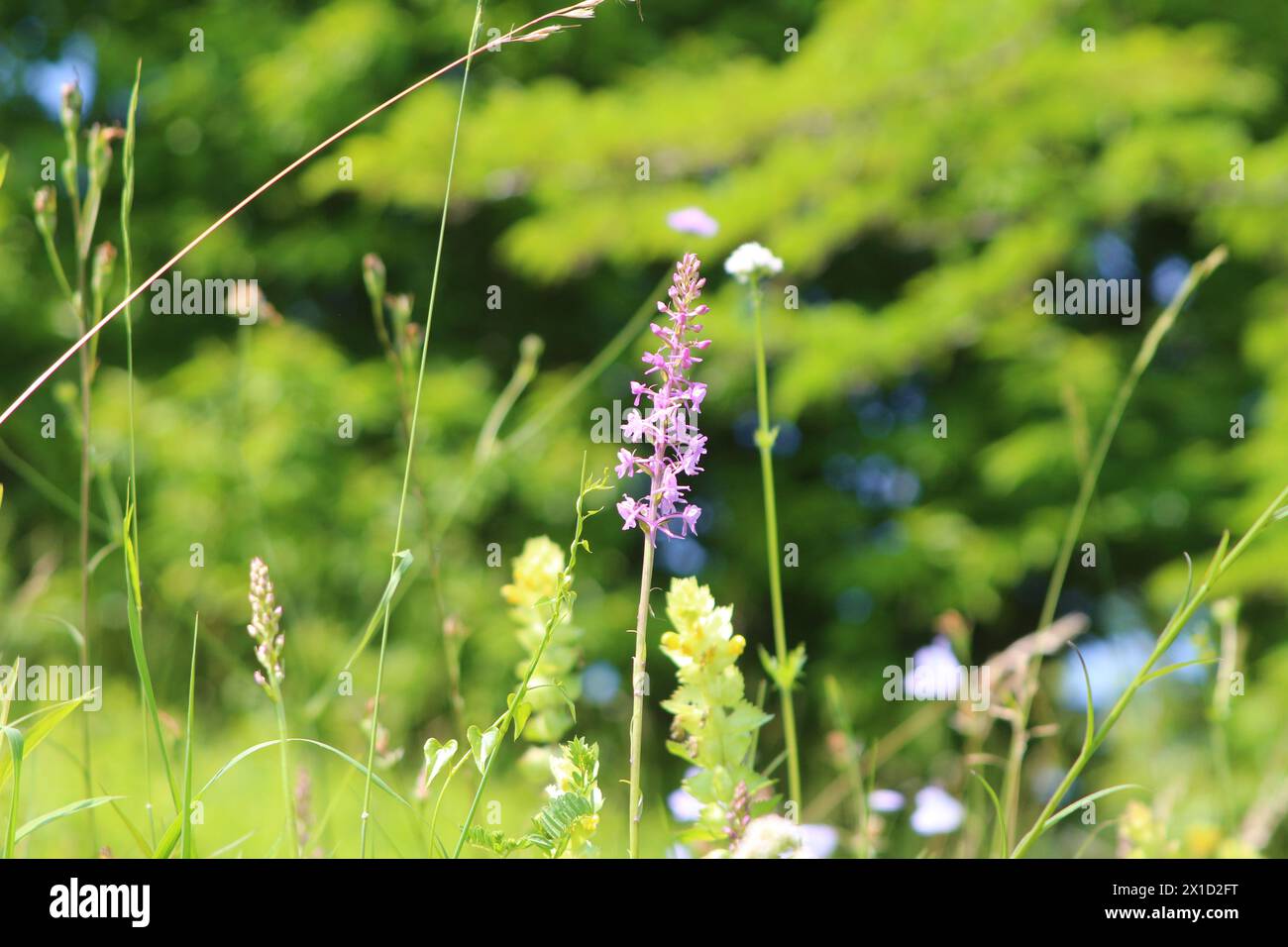 Wild fragant orchid (Gymnadenia conopsea) in a wildflower meadow against trees in bokeh, Kaiserstuhl, Germany Stock Photo