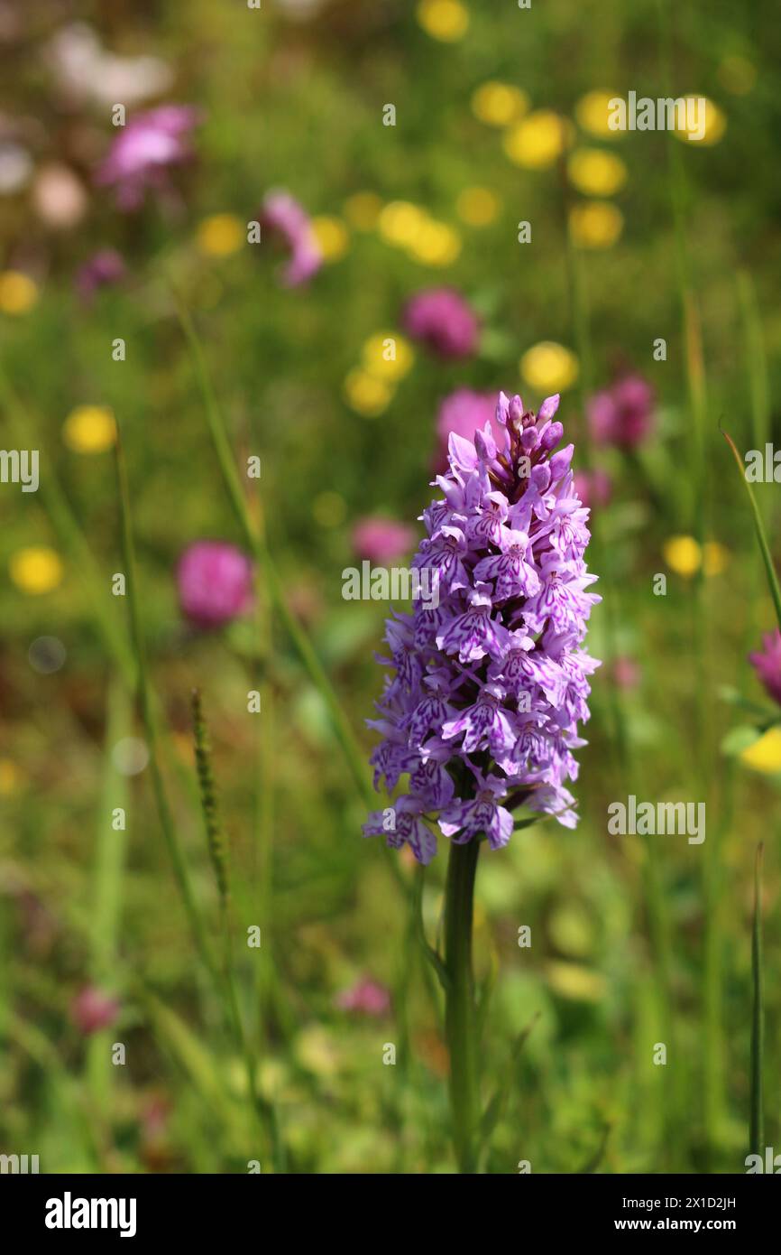 Heath spotted-orchid against wildflower meado in bokeh (Black Forest, Germany) Stock Photo