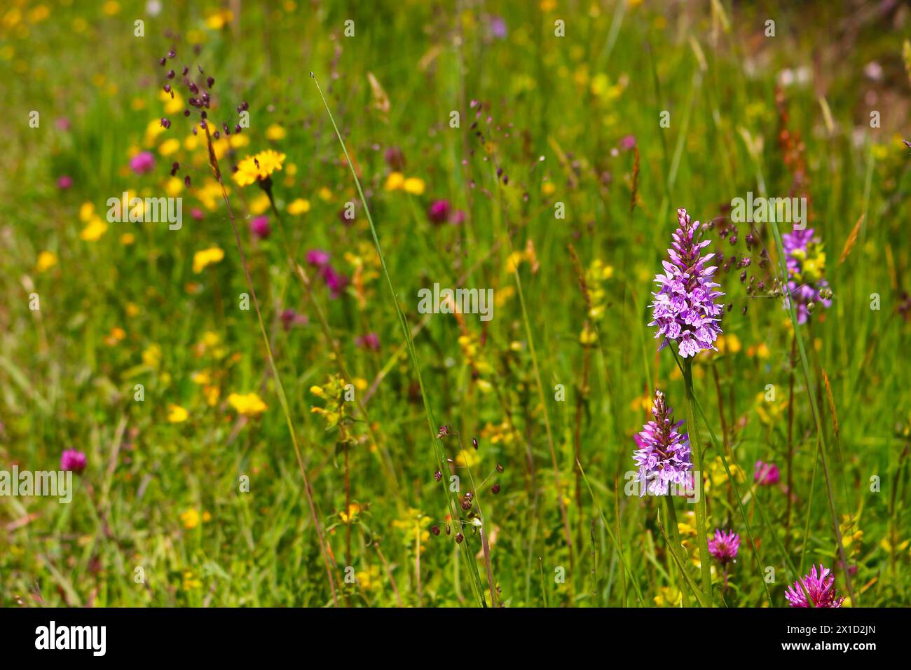 Wildflower maedow in bokeh with wild Heath spotted-orchid (Dactylorhiza maculata) on the right, Black Forest, Germany Stock Photo