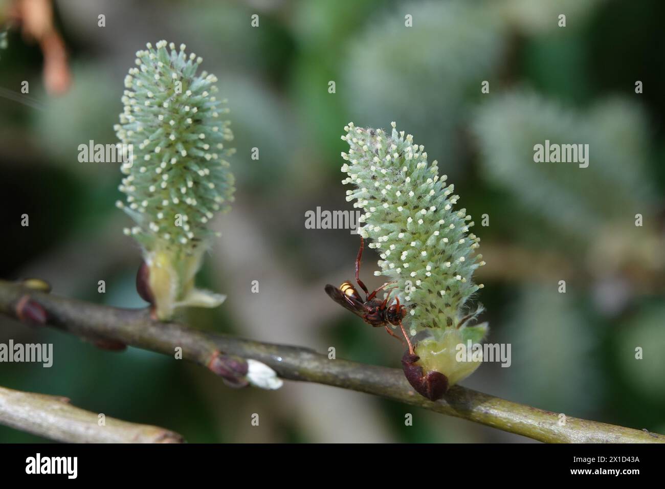 Spring UK, Wasp Drinking Nectar From Catkin Stock Photo