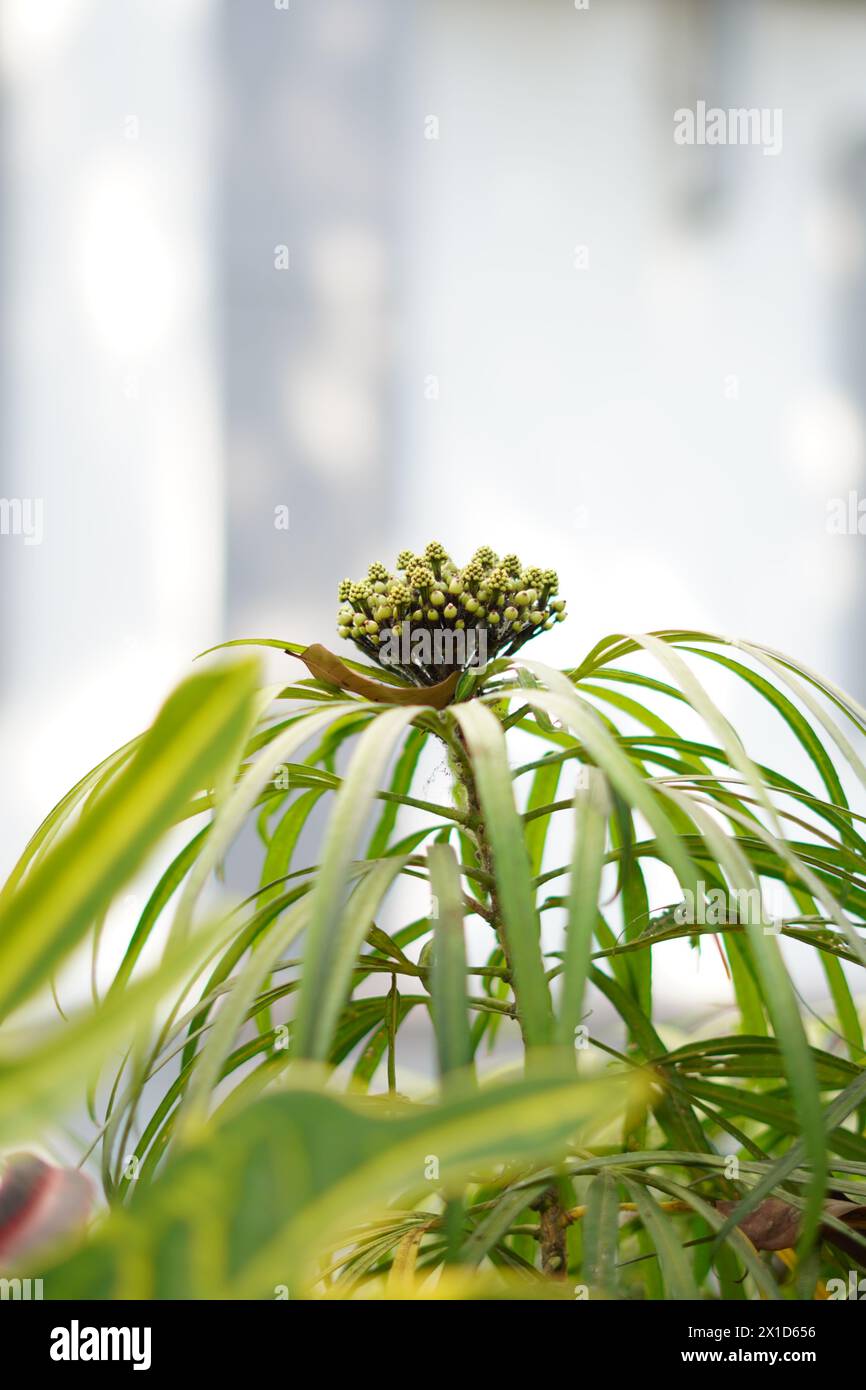 Blooming osmoxylon lineare plant during the day on a white blurred background Stock Photo