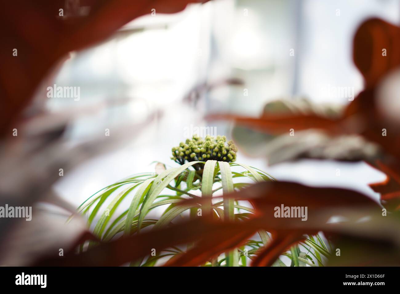 Osmoxylon lineare plant blooming during the day with a frame of leaves Stock Photo