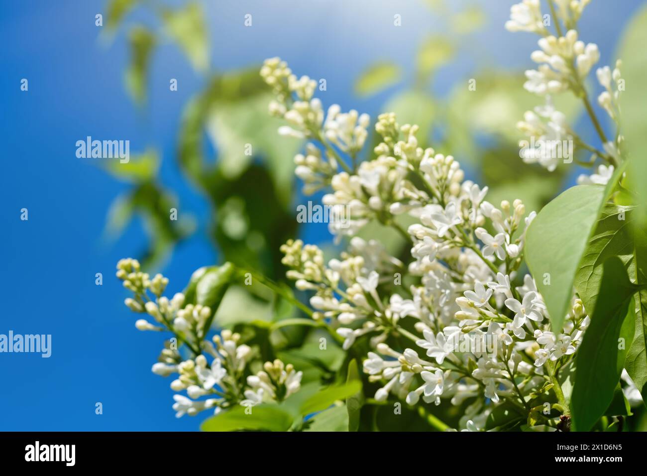Blooming white lilac against the blue sky on a sunny day Stock Photo