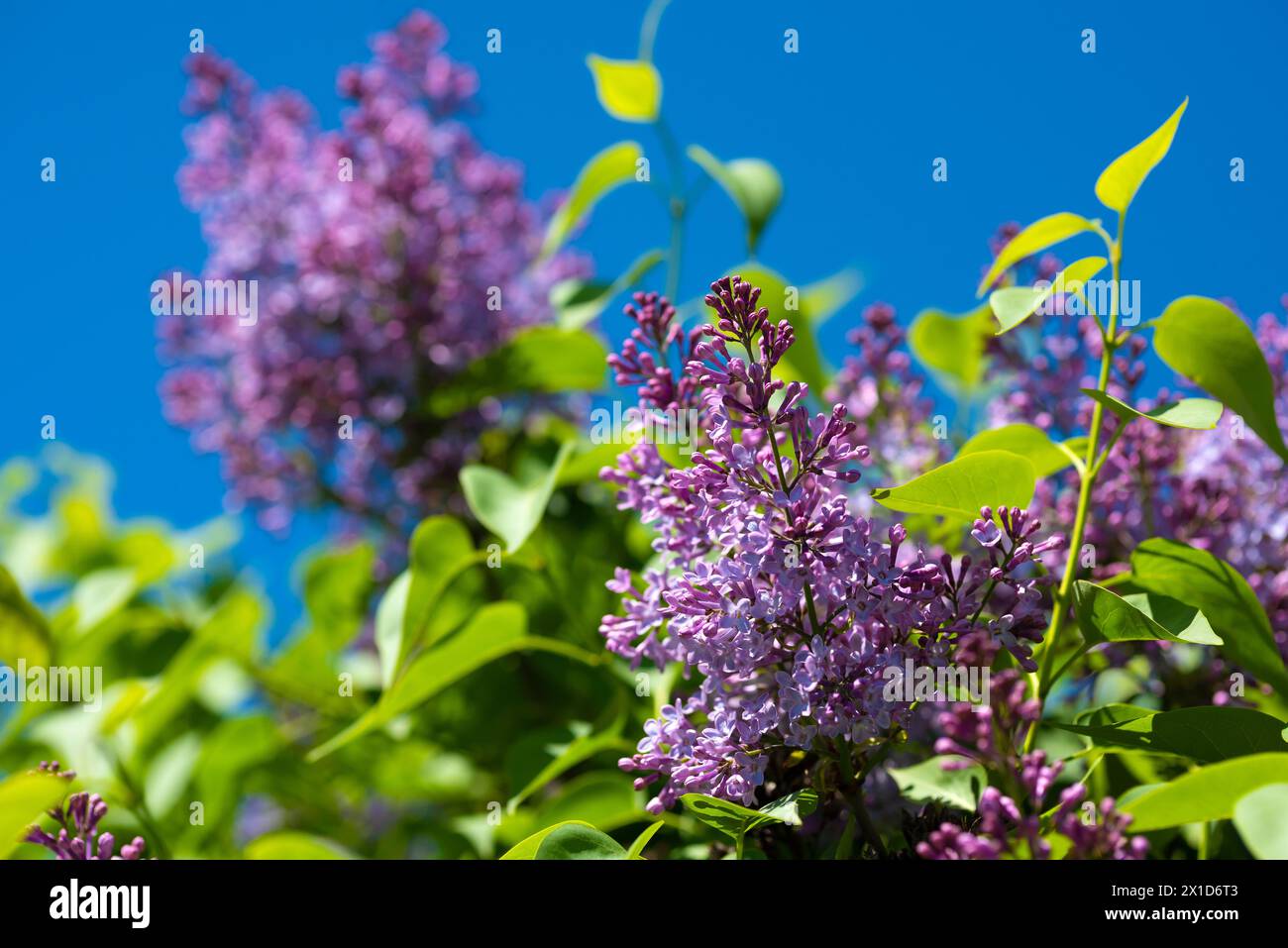 Blooming branches of lilac against the blue sky on a sunny day. Blooming lilac bush in spring Stock Photo