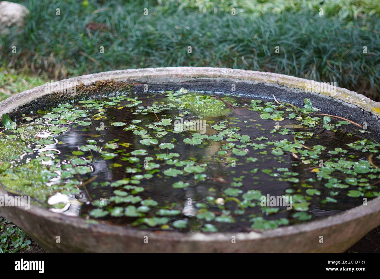 Small leaves floating on the water with soil settling beneath them in a large cement pot Stock Photo