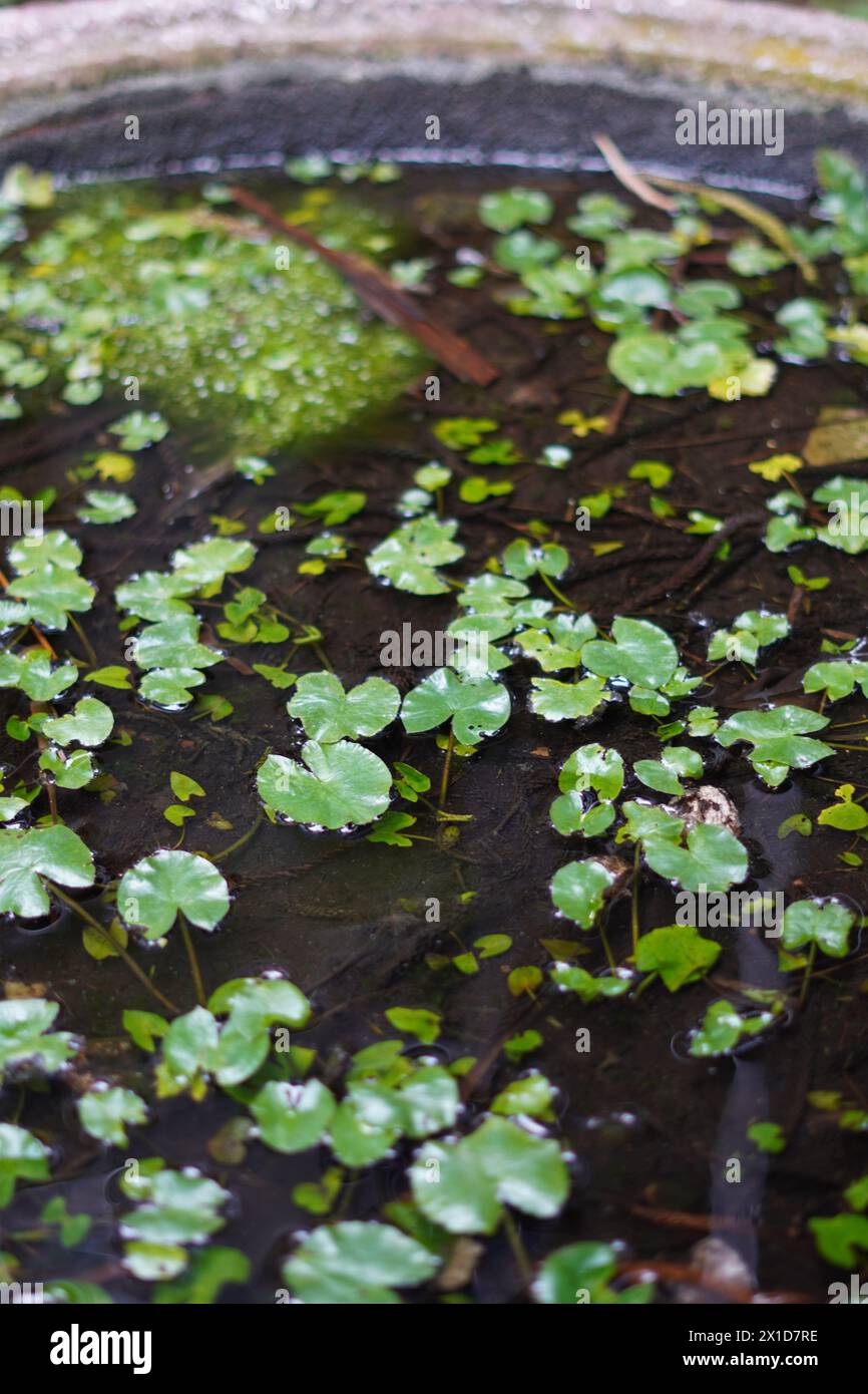 Small leaves floating on the water with soil settling beneath them Stock Photo