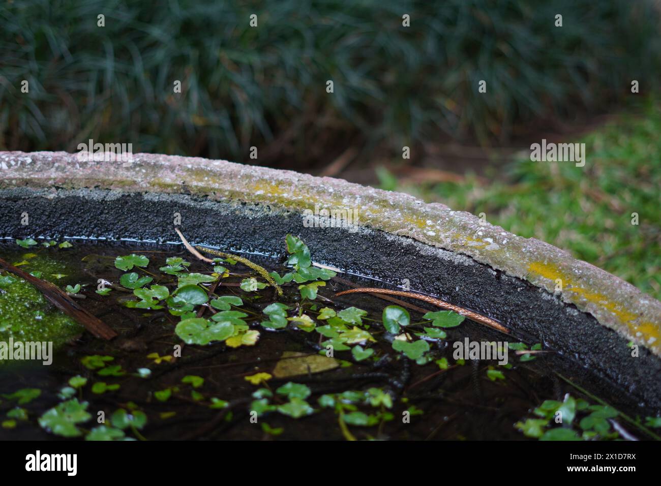 Small leaves floating on the water with soil settling beneath them in a large cement pot with blurry grass Stock Photo