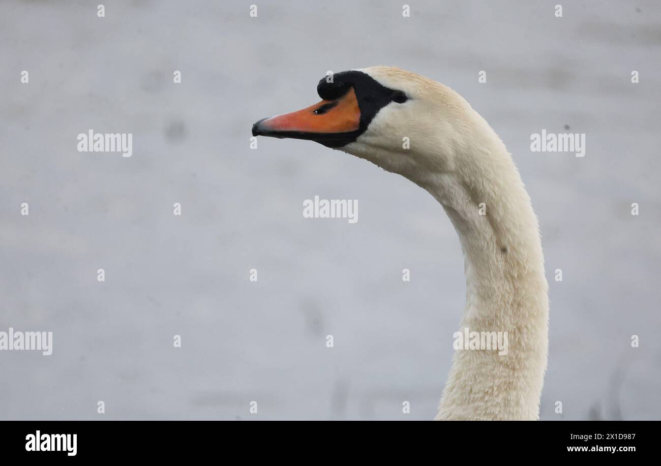 Mute Swan in water at RSPB Rainham Marshes Nature Reserve , Rainham