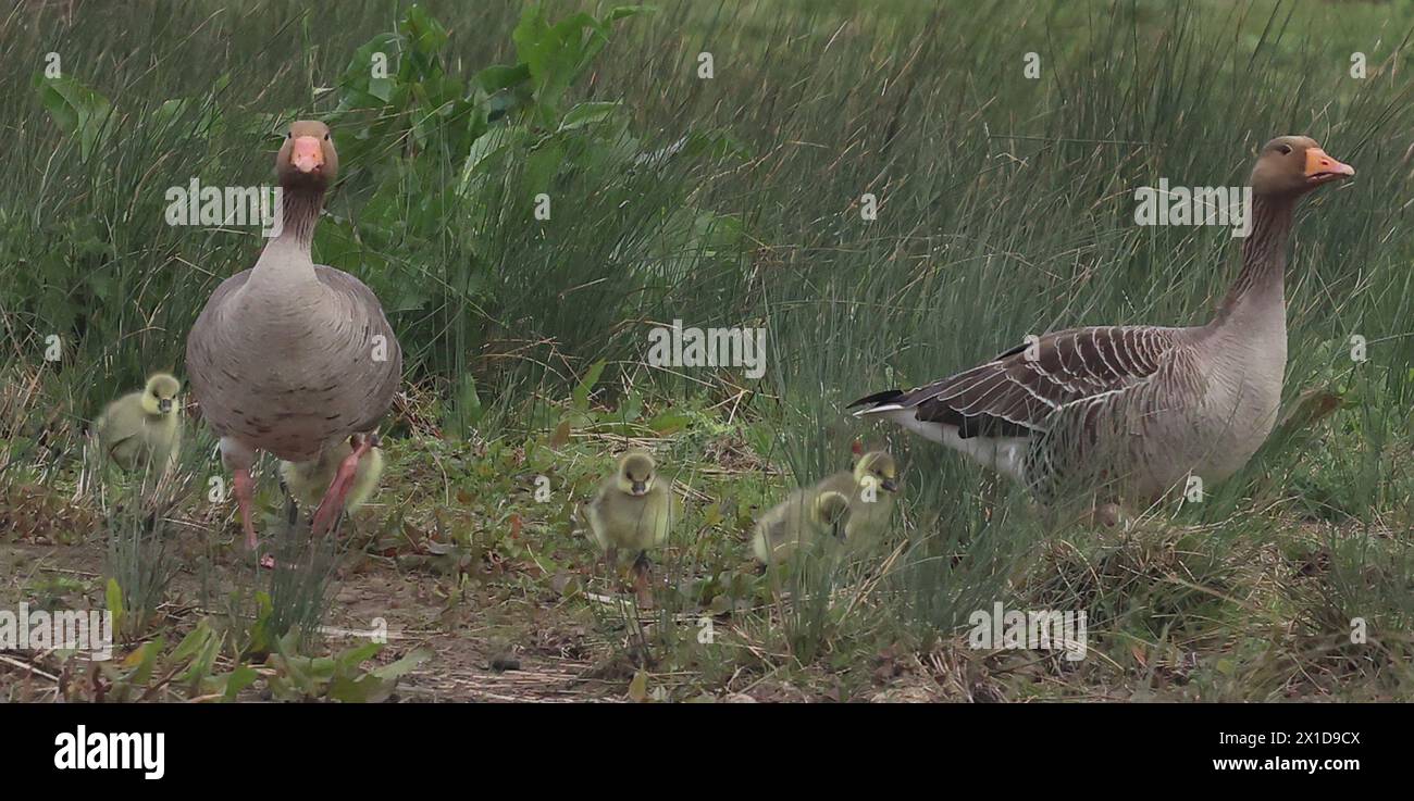 Goose Uk Rspb Rainham Essex, UK. 16th Apr, 2024. Greyleg Goose with their Goslings at ...