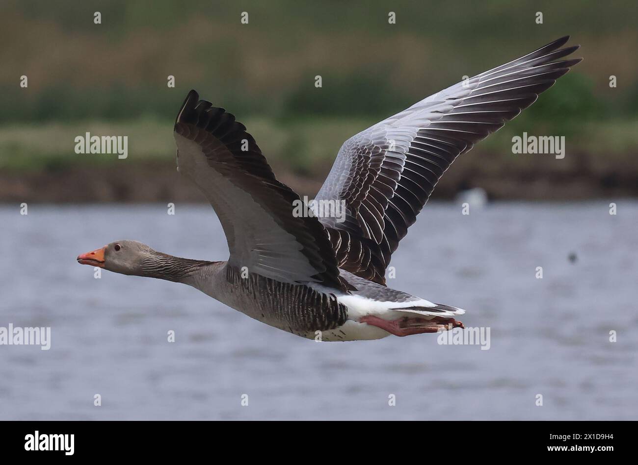 Goose Uk Rspb Rainham Essex, UK. 16th Apr, 2024. Greyleg Goose in flight at RSPB ...