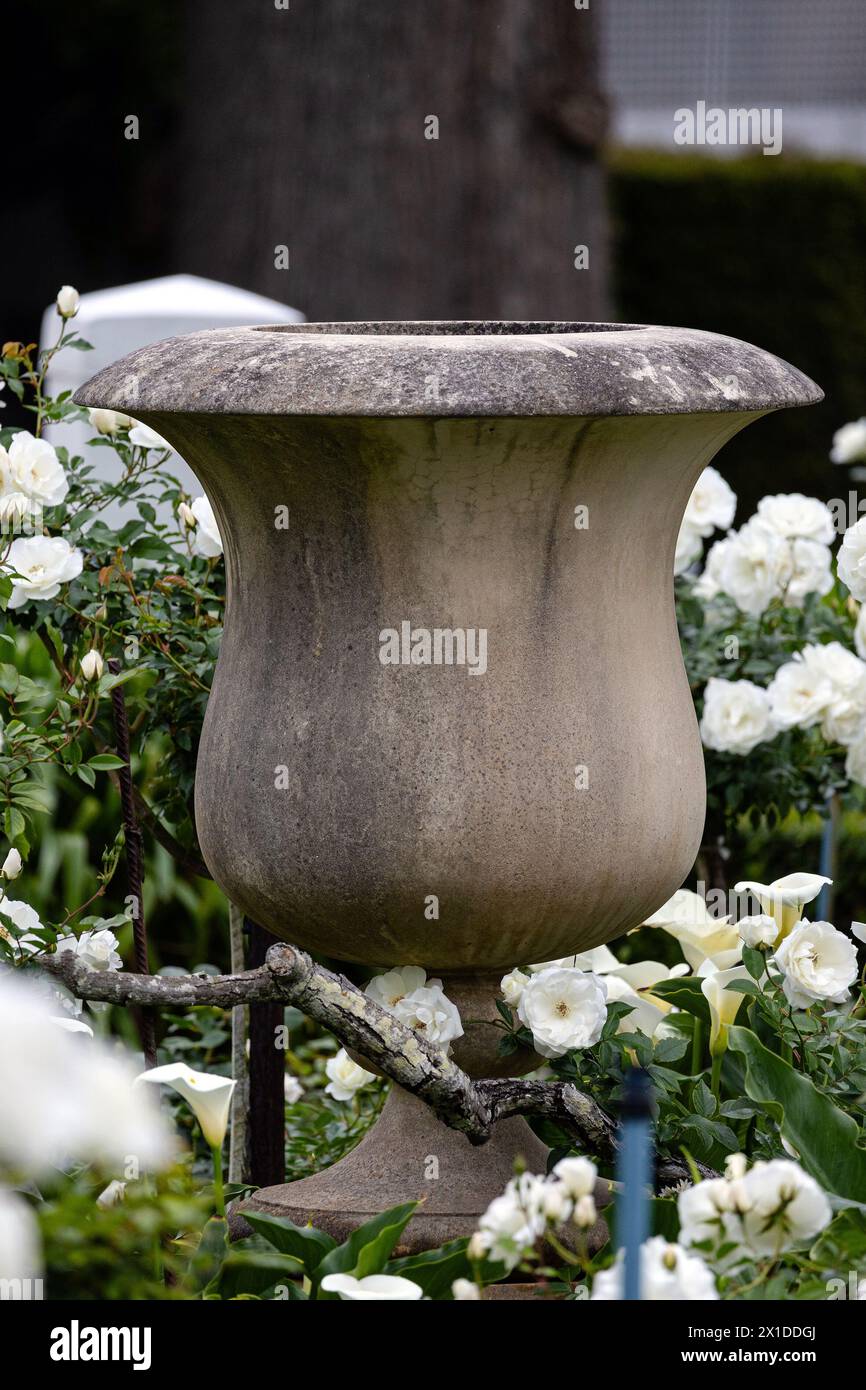 A large old concrete cement cup shaped vase for planting garden stuff stands outdoor in grounds, on yard, surrounded by white flowers Iceberg roses, f Stock Photo