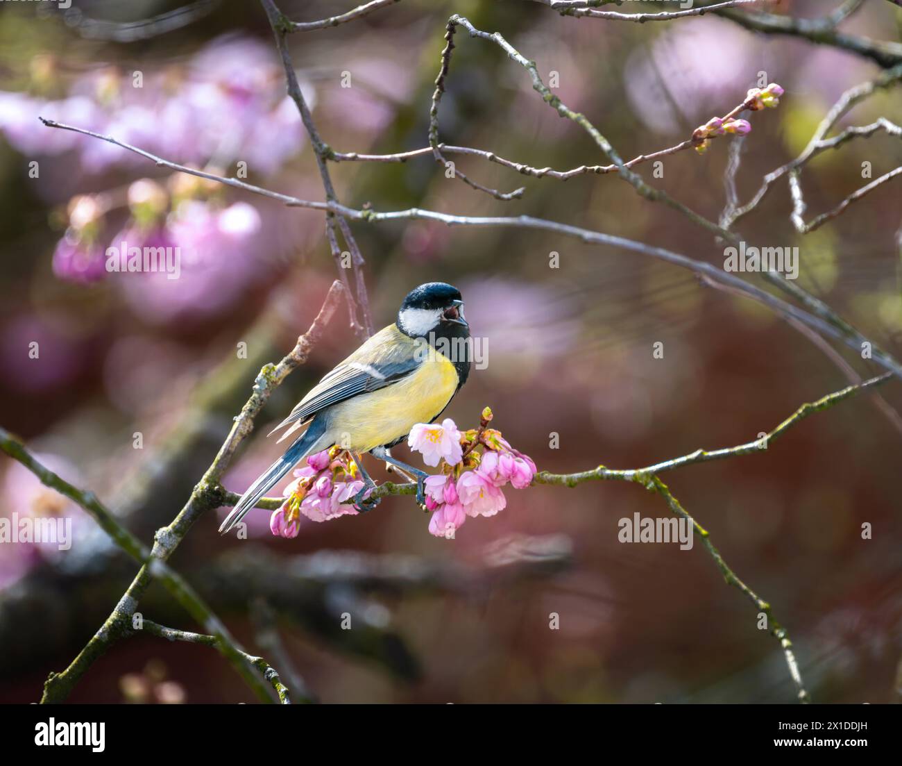 Great tit bird sitting in a pink flowering cherry tree Stock Photo