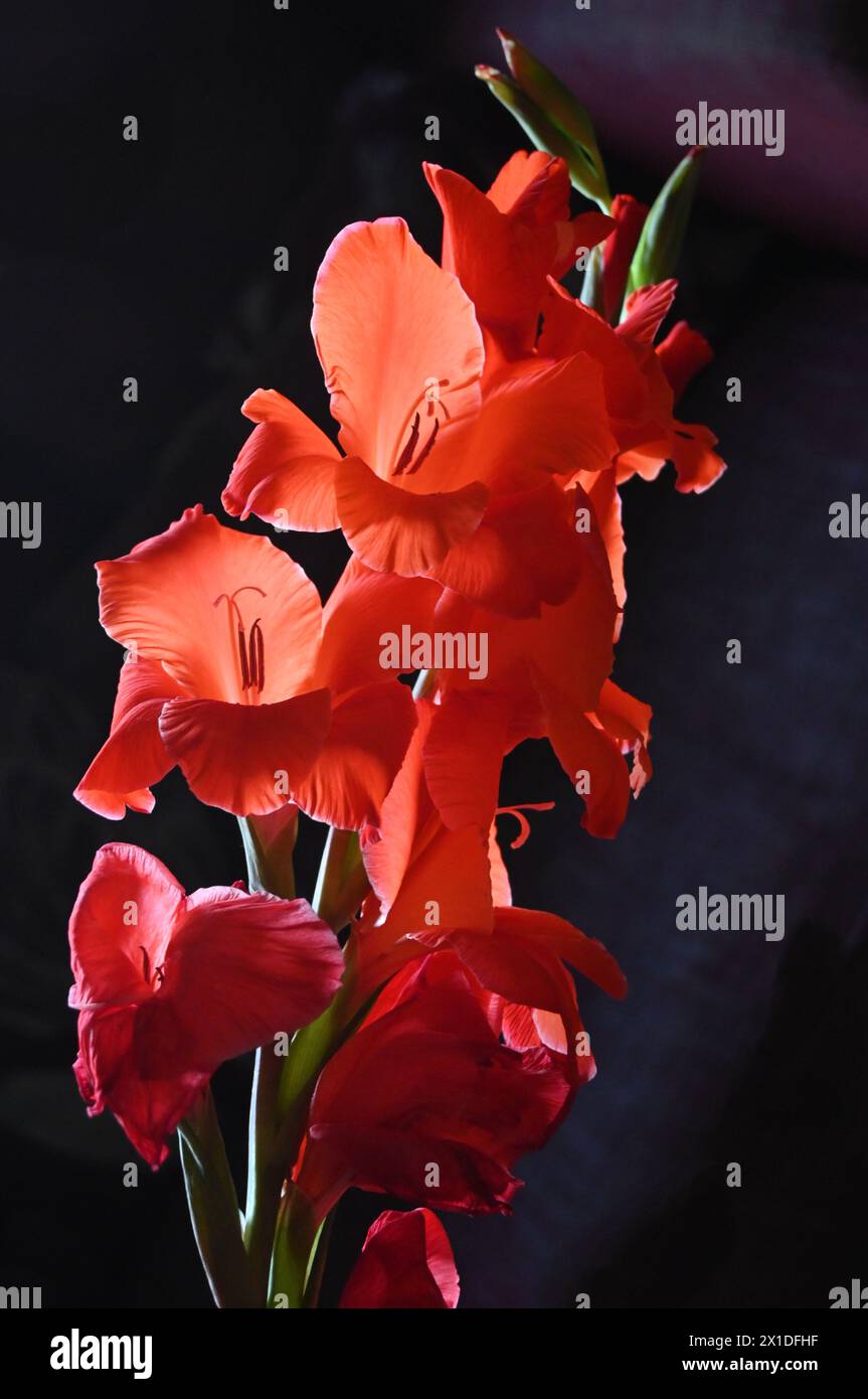 gladioli flowers Stock Photo