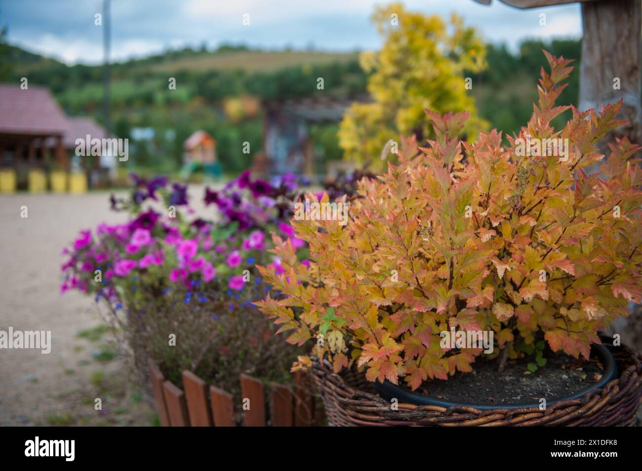 Japanese spirea Firelight closeup on the homestead. Latin name ...