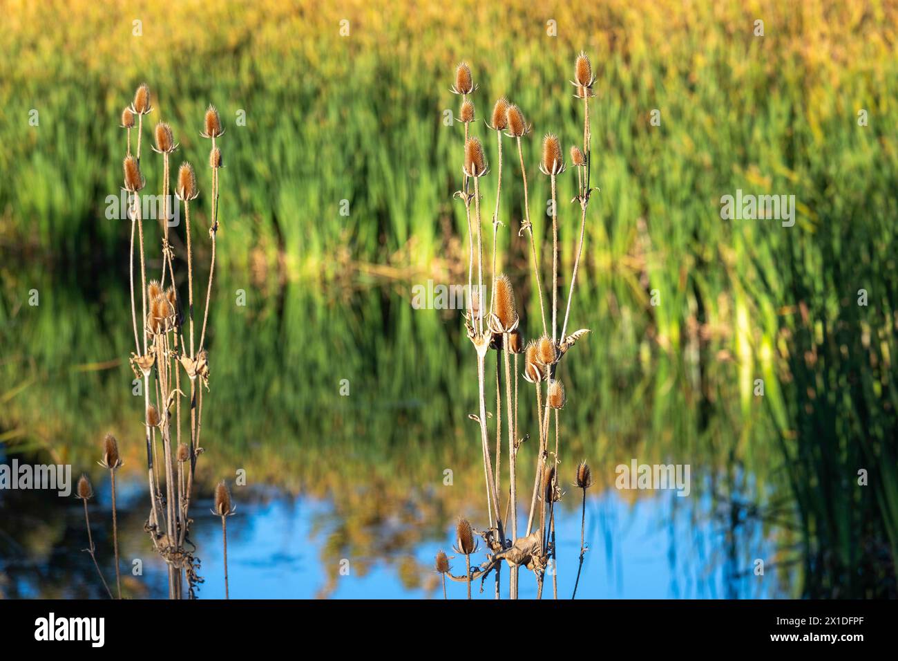 Wheat Ridge, Colorado - Wild teasel (Dipsacus fullonum) growing in a wetland in suburban Denver. Stock Photo