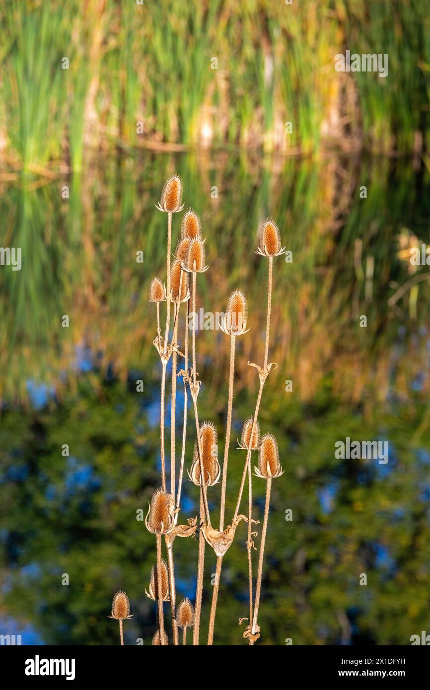 Wheat Ridge, Colorado - Wild teasel (Dipsacus fullonum) growing in a wetland in suburban Denver. Stock Photo