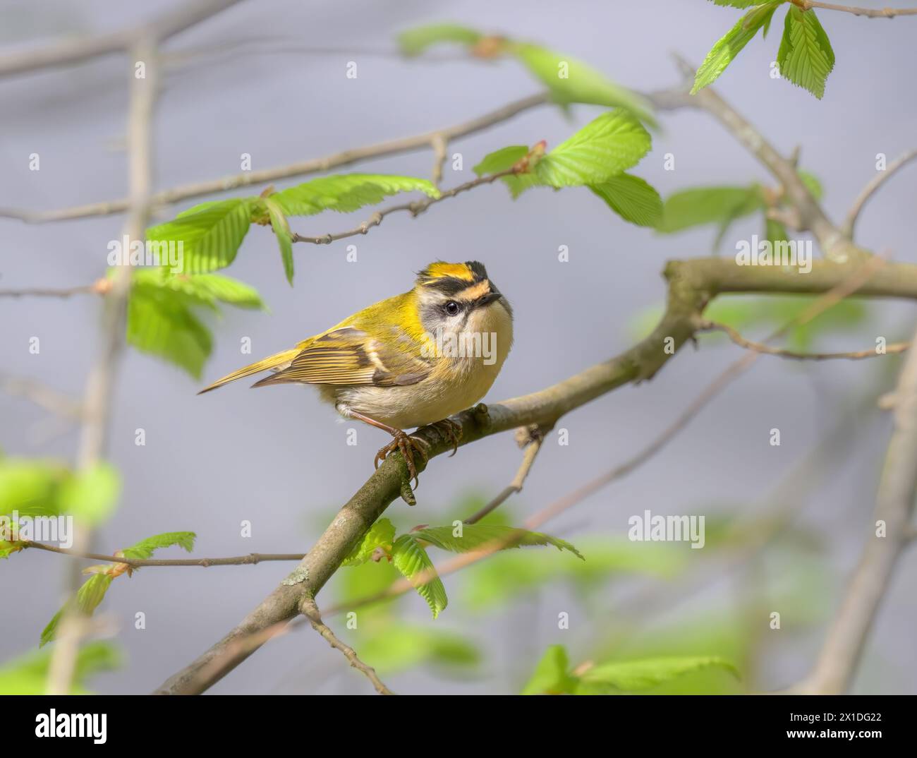 A common firecrest male, Regulus ignicapilla, the European smallest bird perching on a branch in spring, Rhineland Germany Stock Photo