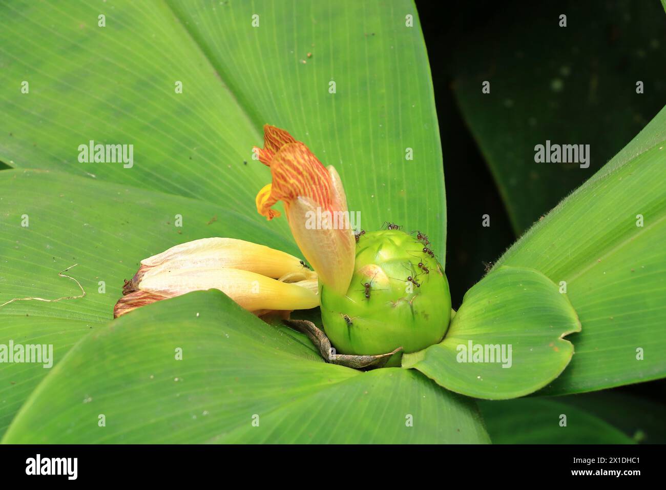 close-up of Stepladder ginger (Costus malortieanus) in a tropical garden in Bali, Indonesia Stock Photo