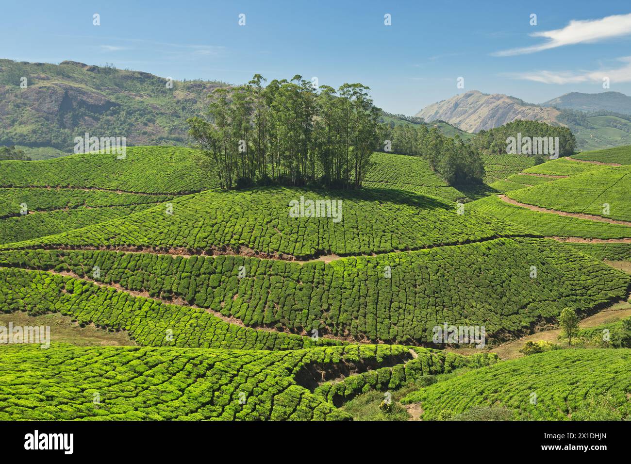 Tea fields munnar india hi-res stock photography and images - Alamy