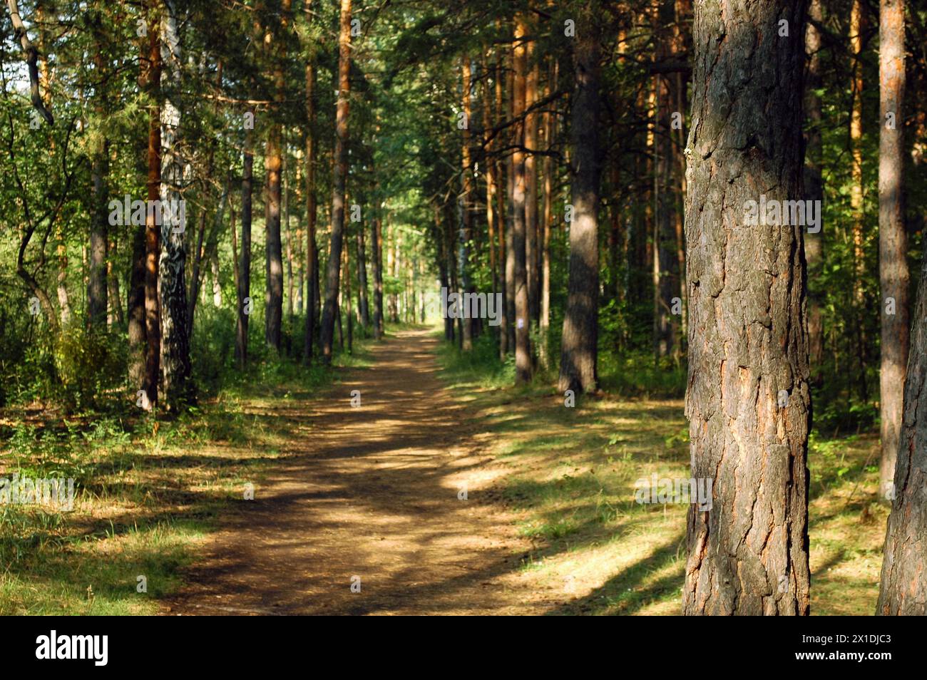 A pine tree and its bark close-up illuminated by sunlight against the background of a forest path in the middle of an alley in the forest Stock Photo