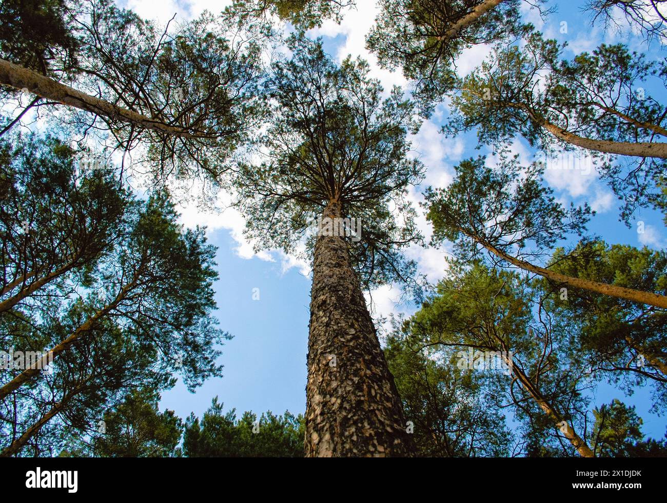 Tall pine tree hi-res stock photography and images - Alamy