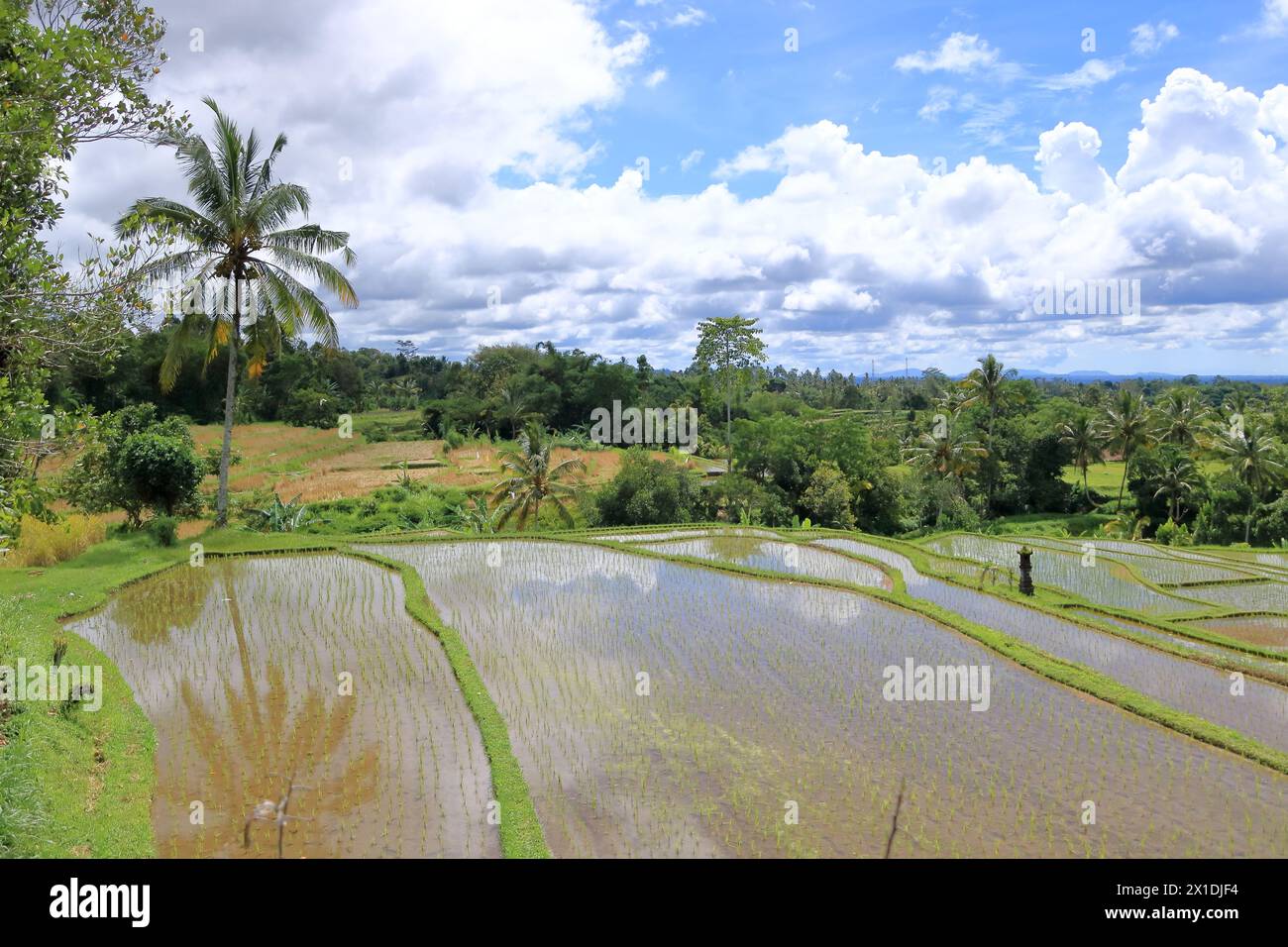Tabanan Rise Field the terrace rice fields near Senganan, Penebel, Tabanan, Bali ...