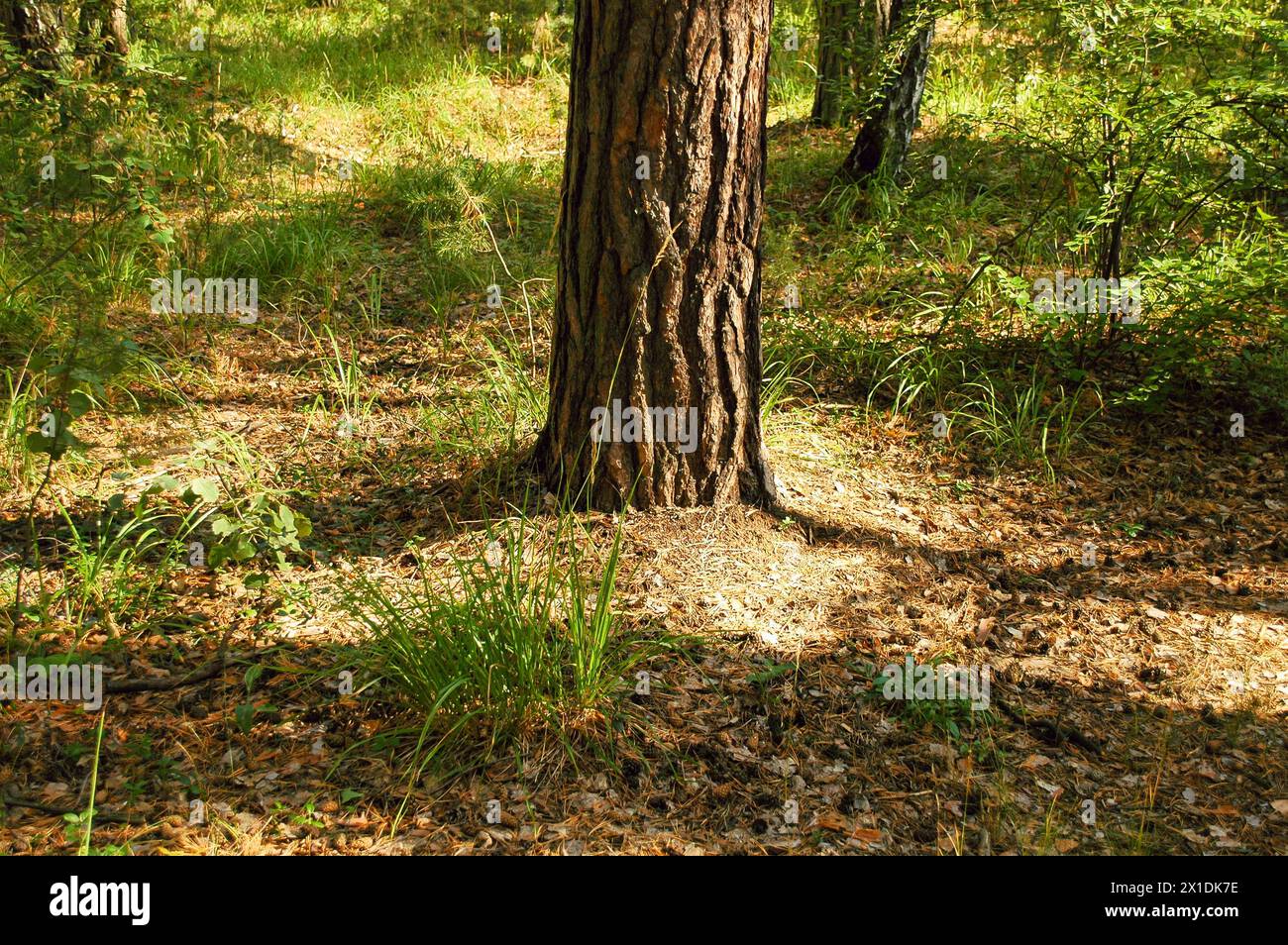 Pine tree trunk in the middle of green grass and land with cones illuminated by sunlight Stock Photo