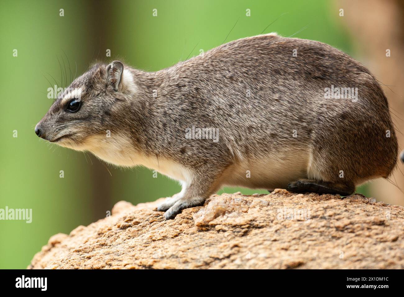 Yellow-spotted rock Hyrax or Bush Hyrax is a species of mammal in the family Procaviidae. It is found in Africa Stock Photo