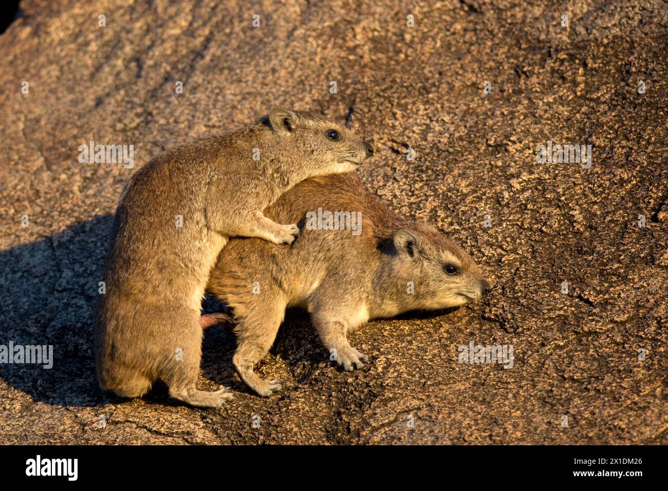 Yellow-spotted rock Hyrax or Bush Hyrax  mating.  Bush Hyrax is a species of mammal in the family Procaviidae. It is found in Africa Stock Photo